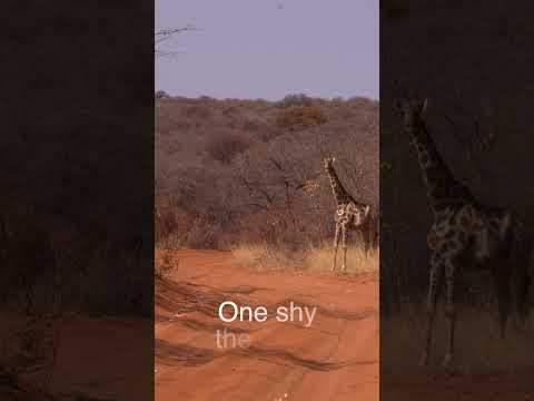 Giraffe in red sand - where will you find giraffe like this? #giraffe #africansafari #wildlife