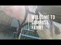 Donkey Care At Compass Farm