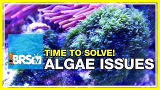 Week 48: Solving your reef tank&#39;s algae problems forever | 52 Weeks of Reefing #BRS160