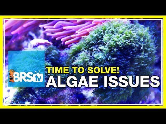 Week 48: Solving your reef tank's algae problems forever | 52 Weeks of Reefing #BRS160