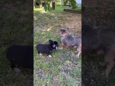 Video 3