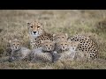 Nat Geo Documentary BIG CAT DIARY SAFARI 2006 Wild Planet