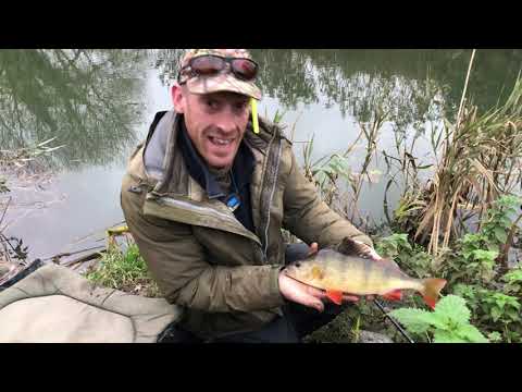 Just out of view trip 149( fishing with lob worms for perch while a kingfisher tries many perches)