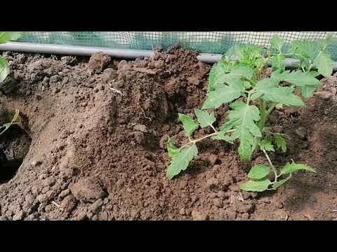 How to Plant Tomatoes in a Greenhouse or Garden Shelter. #VLOG #1