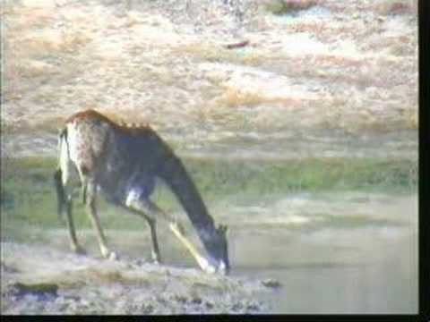 Giraffe Djuma PM 06/04/07 - 2