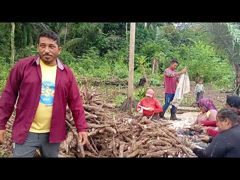 MAS UM DIA DE FARINHA NO MUNICÍPIO DE IPIXUNA ESTADO DO AMAZONAS 🙏🏼