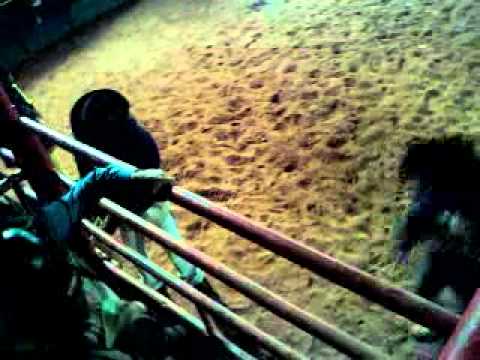 Lucelio  x  Reliquia do patrao