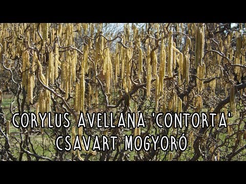 Corylus avellana 'Contorta' - Csavart mogyoró (alany, oltás, metszés, nyírás)