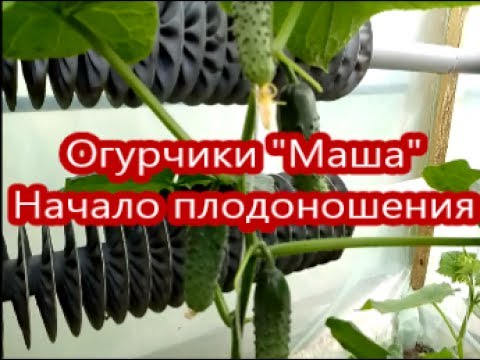 Огурчики "Маша". Начало плодоношения