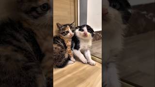 #cat #cute #catvideo #cutecat #funnyvideo #funny