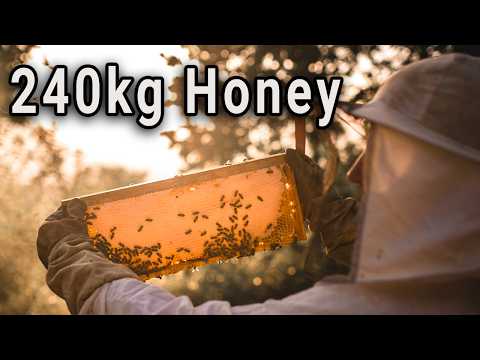 Beekeeping 2025 - FULL SEASON - 1 year of beekeeping and harvesting honey