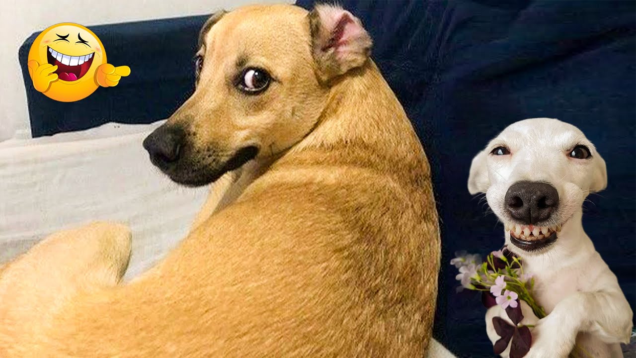 Best Of The 2024 Funny Animal Videos 😹🐶 Try Not To Laugh Funny Cats and Dogs Videos 2024 😹🐶