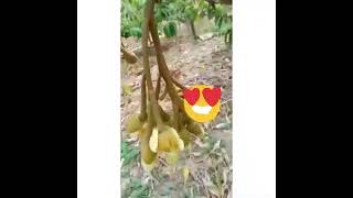 Download lagu Aplikasi Pupuk Eco farming pada tanaman durian mp3