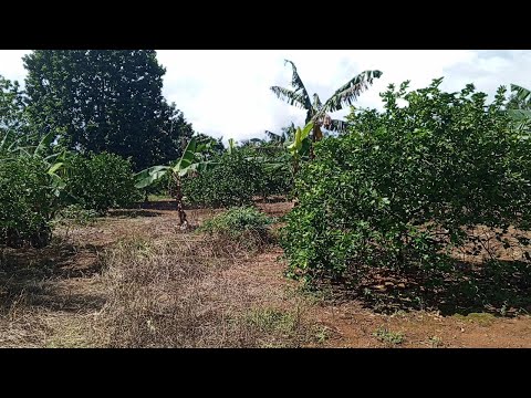 Small farm of 6 tareas planted with fruit trees with title in Don Juan Monte Plata #inmobiliariab...