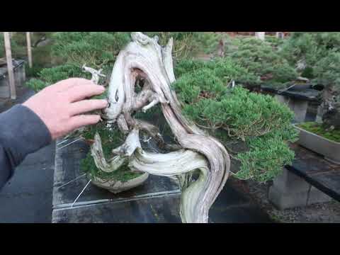 The Trophy 2021 - 'Look how ex-demo trees are doing well' by Danny Use