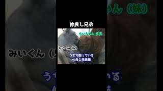 仲良し兄弟