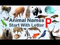 Animal Names Starting With Letter P Spelling Picture Vocabulary Animals Explore Animalslover