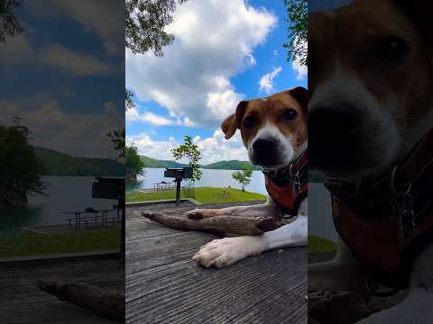 Dog Moment of Zen #dog #dogs #jackrussell #jrt #feist #peach #northcarolina #mountains