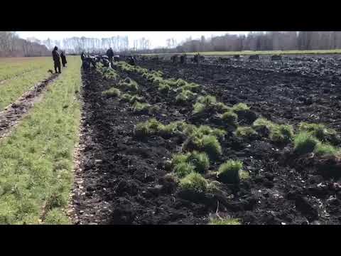 Сеянцы сосны 2-х летка ГОСТ 3317-90.