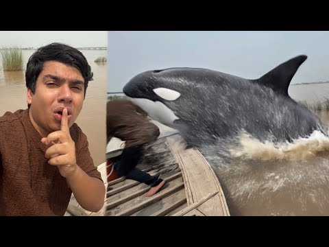 Killer Whale Ny Boat Pr Attack Kr Dea 🐟