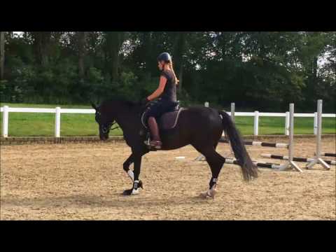 Final Countdown GE, Wallch, Fürstenball x Ludwigs As, Stm.: 1.60m, *2012