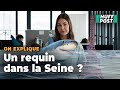 Un requin à Paris comme dans « Sous la Seine », c’est vraiment possible ? Un expert nous répond