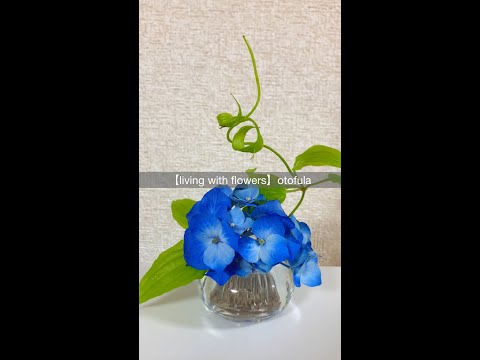 アジサイの開花を長持ちさせるにはどうすればよいですか？重要なアクションに焦点を当てる  庭園