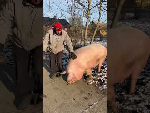 Капризна нічого не хоче #villagelife #diy #pig #farm #animals #farming #village #animal