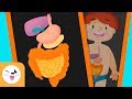 The Digestive System In The Human Body For Kids Smile And Learn