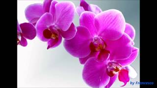 Al Di Meola ~ Purple orchids
