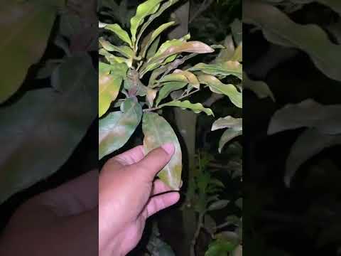 Hướng dẫn nhận biết mai bị nhện đỏ và cách phòng trị nhện đỏ