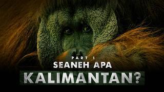 Download lagu Alam Liar Terakhir Pulau Terbesar Ketiga | Pulau Kalimantan – Part 1 mp3