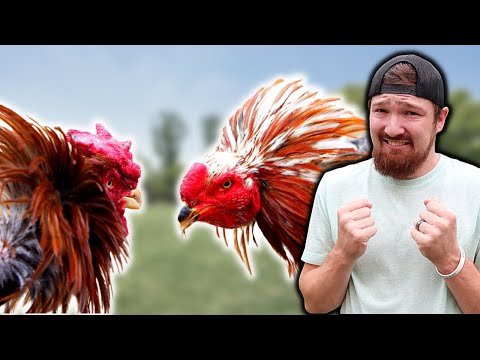 We Are Having ROOSTER FIGHTS