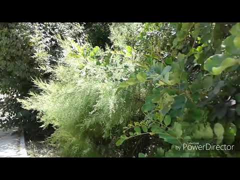 Psalm 12 (hebrew audio)