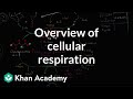 Overview of cellular respiration | Cellular respiration | Biology | Khan Academy