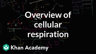 Overview of cellular respiration | Cellular respiration | Biology | Khan Academy