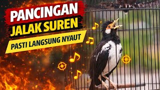 Download lagu Pancingan burung jalak suren gacor mp3
