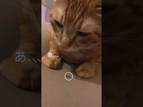 透明なよだれを垂らしている猫、一体何でしょう?