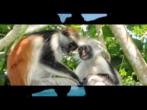 ISHARA NAMFANYIA AJIFANYA HAZIONI- TAARAB ZANZIBAR