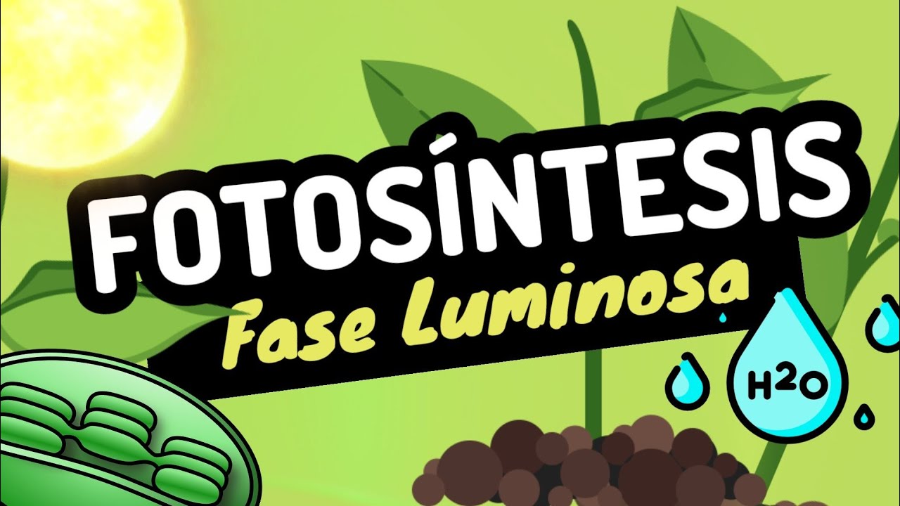 🌱 PHOTOSYNTHESIS light phase