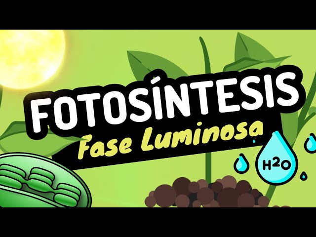 意大利语中luminosa的视频发音