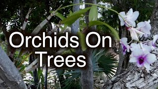 Growing orchids on outside trees