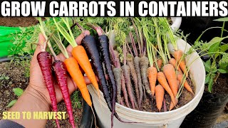 How To Grow Carrots in Pots | SEED TO HARVEST