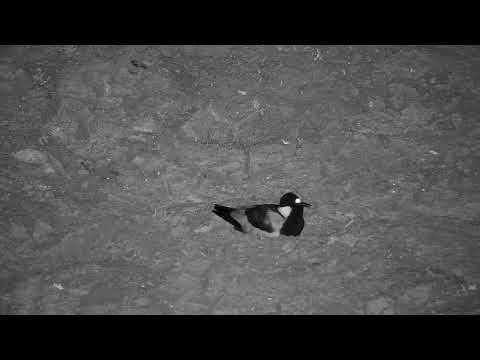 Djuma: Blacksmith Lapwing sitting on nest chirping/calling mate? - 23:50 - 08/02/20