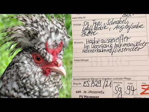 Crèvecoeur von Dr. Bene auf der Leinetalgeflügelschau 2021