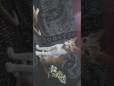 my sweet cat and kati