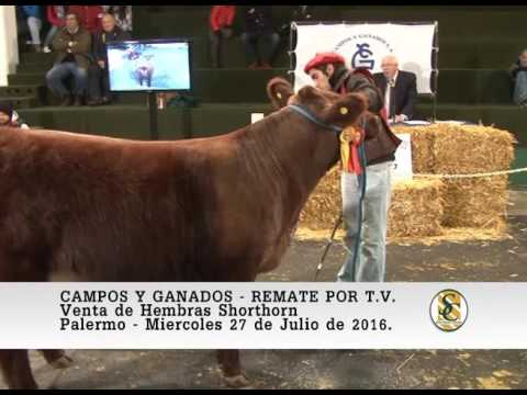 27-07-16 Venta de Hembras Shorthorn - Campos y Ganados S.A. - Palermo 2016.