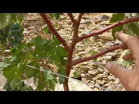 طريقة توزيع القصبات بشجرة العنب Summer Pruning Grape Vines How to get More Quality and Tasty Grapes