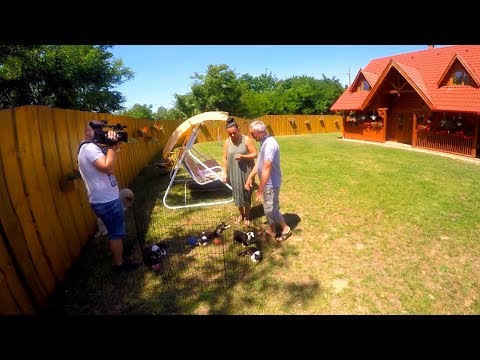 AKTIV HATVAN 025 - Hogyan válasszunk kutyát?