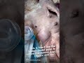 Unclogging milk duct on pregnant dog using Haakaa breast pump
